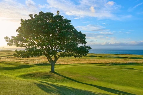 Single tree on a green field at sunset with sea view, golf course, North Berwick, East Lothian,