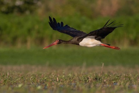 Black Stork (Ciconia nigra) flying, Tiszaalpár, Hungary