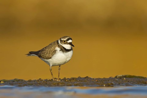 Little Ringed Plover (Charadrius dubius) female foraging, North Rhine-Westphalia, Germany