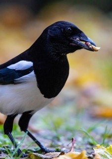 Eurasian Magpie (Pica pica), Bavaria, Germany