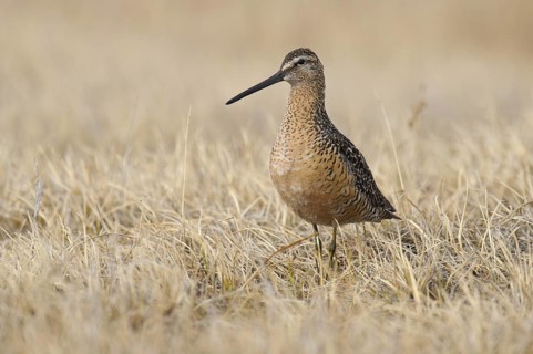 Long-billed Dowitcher (Limnodromus scolopaceus), Alaska, USA