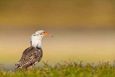 Ruff, (Philomachus pugnax), animals, birds, plumage during mating season, snipe bird, courtship,