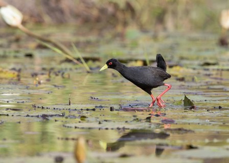 Black Crake (Amaurornis flavirostra) foraging, Gambia