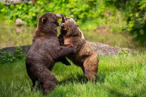 Eurasian brown bear (Ursus arctos arctos) playing with each other on a meadow, Bavarian Forest,