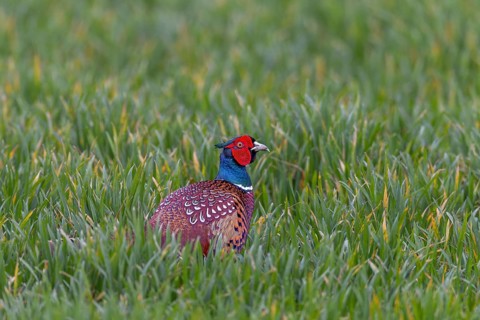 If the pheasant cock (Phasianus colchicus) feels it is being watched, it presses itself into the