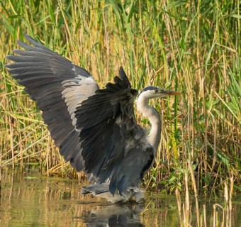 Grey heron (Ardea cinerea) landing in the shallow water zone of a lake, Lower Saxony, Germany