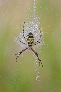 Wasp Spider, Argiope bruennichi, Wasp Spider, Lower Saxony, Germany