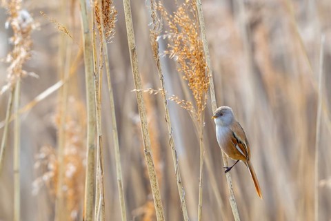 Bearded reedling, bearded tit (Panurus biarmicus) adult female in reedbed perched on reed stem at