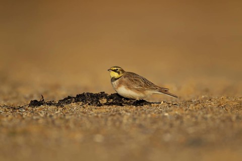 Shore lark or Horned lark (Eremophila alpestris) adult bird on a beach, Suffolk, England, United