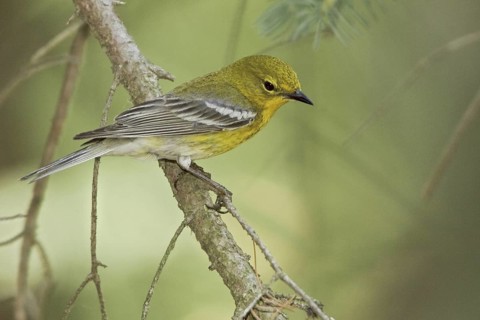 Pine Warbler (Setophaga pinus), Ontario, Canada