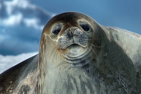 Antarctica, Cierva Cove, leopard seal, Rasr, iceberg, bay, animals, mammals