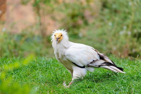 A Egyptian vulture (Neophron percnopterus) stands in green grass close to a carcass after feeding