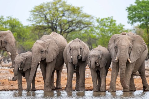 Herd of animals, animal family with young, African elephant (Loxodonta africana) drinking at a