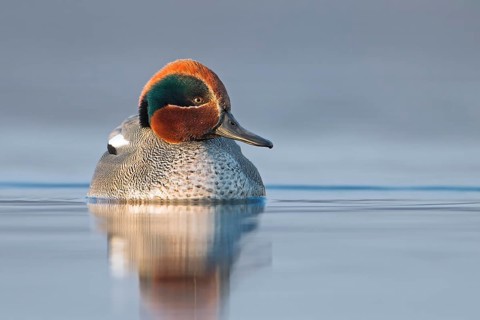 Eurasian Teal (Anas crecca) male, Saxony-Anhalt, Germany