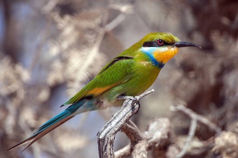 African bee-eater (Merops apiaster), South Africa