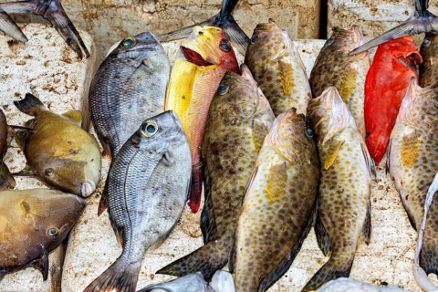 Diverse colorful fish with different scale patterns for sale, The fishermen in the fishing port of