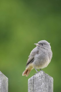 Black Redstart (Phoenicurus ochruros) juvenile, Thuringia, Germany