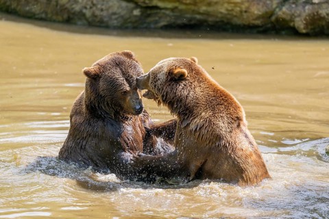Eurasian brown bear (Ursus arctos arctos) playing with each other in a little lake, Bavarian