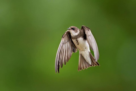 Sand martin (Riparia riparia), in flight, Reussegg nature reserve, Canton Aargau, Switzerland