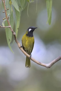 White-eared Honeyeater (Nesoptilotis leucotis), Victoria, Australia