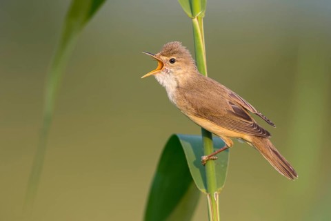 Marsh Warbler (Acrocephalus palustris) male singing in reeds, Poland