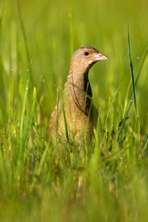 Corn Crake (Crex crex), Saxony-Anhalt, Germany