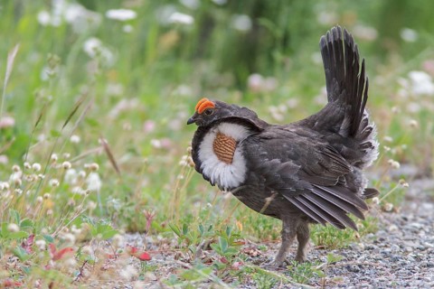 Sooty Grouse (Dendragapus fuliginosus) in the mountains of British Columbia, Canada