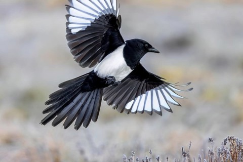Eurasian magpie, common magpie (Pica pica) adult in flight, landing with spread open wings in