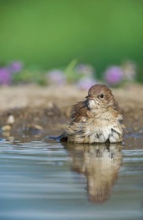 Common Nightingale (Luscinia megarhynchos) bathing in waterhole, Aosta Valley, Italy