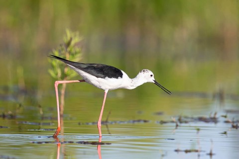 Stilt walkers looking for food, (Himantopus himantopus), Hungary