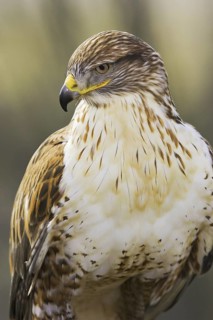 Ferruginous Hawk (Buteo regalis), Arizona, USA