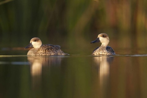 Marbled Duck (Marmaronetta angustirostris), Castile-La Mancha, Spain