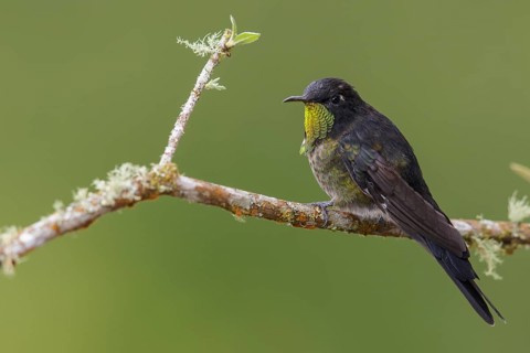 Black-backed Thornbill (Ramphomicron dorsale) perched on a branch in the mountains of Colombia,