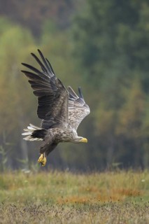White-tailed Eagle (Haliaeetus albicilla) flying, Kutno, Poland