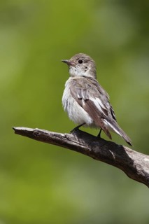 Collared Flycatcher (Ficedula albicollis) female, Debrecen, Hungary