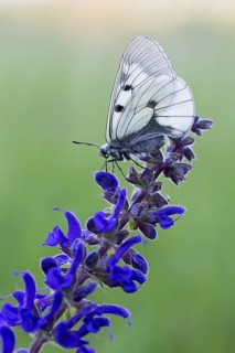 Clouded Apollo, (Parnassius mnemosyne), butterfly family, butterfly, insect, close-up, Lake