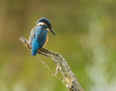 Kingfisher (Alcedo atthis) sitting on an old branch, perch and looking for prey, Lower Saxony,