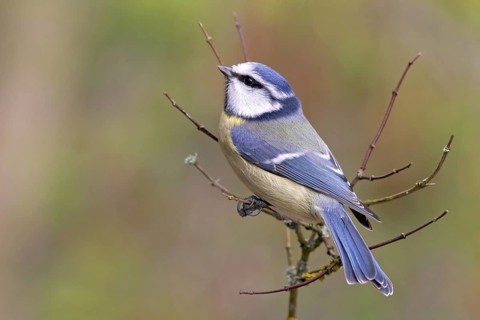 Eurasian Blue Tit (Cyanistes caeruleus), Baden-Wuerttemberg, Germany