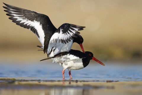 Eurasian Oystercatcher (Haematopus ostralegus) pair mating, North Rhine-Westphalia, Germany