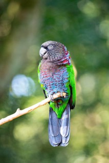 Red-fan parrot (Deroptyus accipitrinus) Pantanal Brazil
