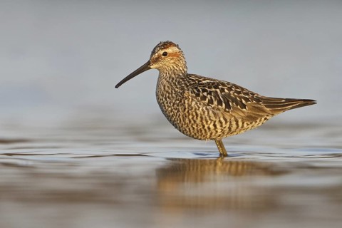 Stilt Sandpiper (Calidris himantopus), Manitoba, Canada