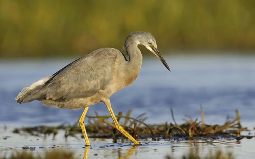 White-faced Heron (Egretta novaehollandiae), Victoria, Australia