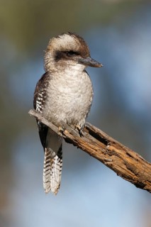 Laughing Kookaburra (Dacelo novaeguineae) perched on a branch, Australian Capital Territory,