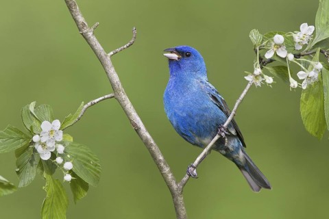 Indigo Bunting (Passerina cyanea) male, Ohio, USA