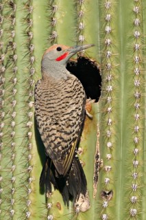 Gilded Flicker Colaptes auratus Tucson, Pima Co., ARIZONA, USA 29 April Adult Male Picidae