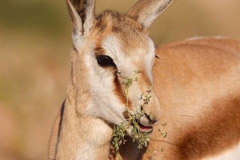 Springbok (Antidorcas marsupialis), young animal, feeding on plants, animal portrait, head