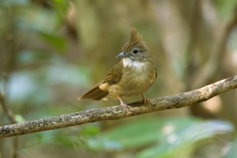 Ochraceous Bulbul (Alophoixus ochraceus hallae) perched on a branch, Di Linh, Vietnam