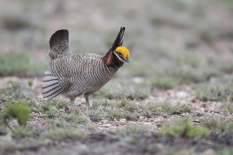 Lesser Prairie Chicken (Tympanuchus pallidicinctus) male, New Mexico, USA