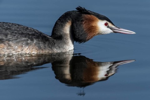 Great Crested Grebe (Podiceps cristatus), Emsland, Lower Saxony, Germany