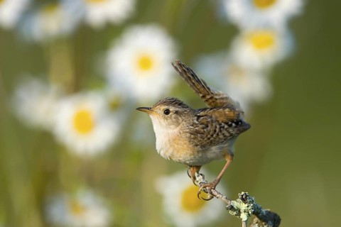 Sedge Wren Cistothorus platensis McGregor, Aitkin County, Minnesota, United States 28 June Adult